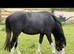 Registered section a , two year old gelding