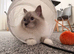 Ragdoll blue point kitten