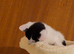 Kitten