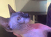 Tica registered Entire Male spynx