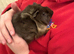 Guinea pig