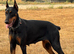 Imported Female Dobermann