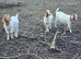 Boer doelings female goats - 4 available