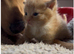 Cute fluffy kittens used to dogs