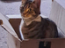 Stunning Cookie is looking for a loving home.