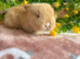 Three gorgeous baby bunnies for sale