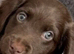 Dachshunds cross collie dog for rehoming
