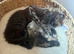 Maine Coon x  Ragdoll kittens from pedigree, purebred parents.