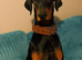 Doberman stud