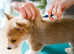 Mobile Pet Microchipping - Devon & Cornwall
