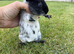 Guinea Pig Sow For Sale