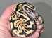 Clown Royal python hatchlings
