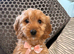 F1 Cockapoo puppies
