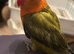Handreared lovebird