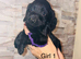 Adorable cockapoo puppies