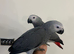 Ready Now Baby HandReared Super Tame Cuddly African Grey Parrot,23