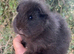 Two Beautiful Pedigree Swiss Boars For Sale