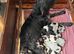 German Wirehaired Pointer Puppies