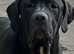 Stunning boy ready now!