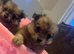 Pomchi puppies for sale