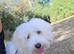 Bichon puppy