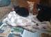 Kittens for sale lovely colours male female ready for there for ever home