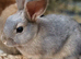 Ready now 2 beautiful bunnies looking for their new homes