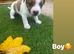 Jack russle puppy's
