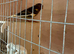 2 x lovely young canaries