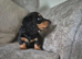 Miniature long hair daschund