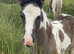 Black Pearl Tobiano Colt Foal