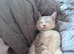 Silver tabby male