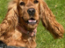 Show Type Spaniel