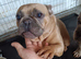 Male and female French bulldog
