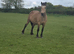 Mare & foal