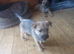 Border x Jack Russell Terrier