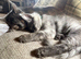 Exceptional TICA Registered Maine Coon Kittens | Health Tested | Raised in Our Family Home