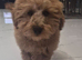 Male poodle pups for sale.