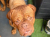 Dogue de Bordeaux girl looking for loving home