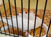 Helicopter budgies 2026