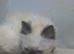 Last  boy kitten left forsale