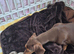 Mini dachshund