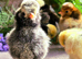 Polish Chicks