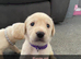 Labradors
