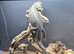 Flo the bearded dragon