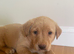 KC Registered Lab Pups