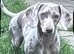 KC registered MINATURE dachshunds