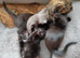 Lovely kittens need new homes