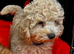 STUNNING GENTLE CREAM MINIATURE POODLE BOY