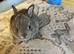 Need home as soon as possible,  beautiful mini Rex&rsquo;s